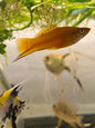 Red Swordtail