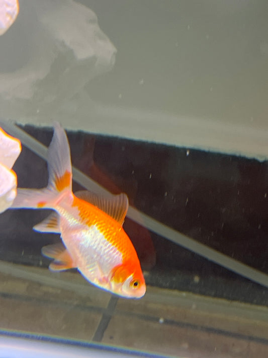 Goldfish