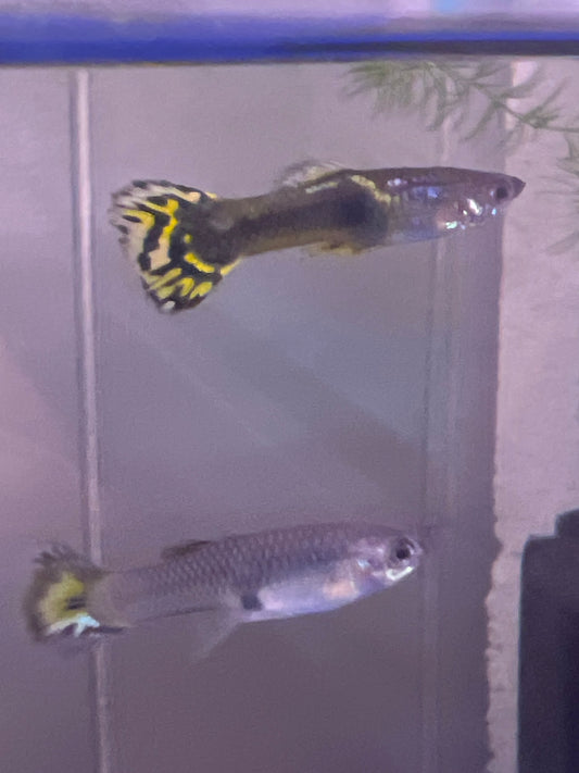 Green Cobra Guppy (Female)