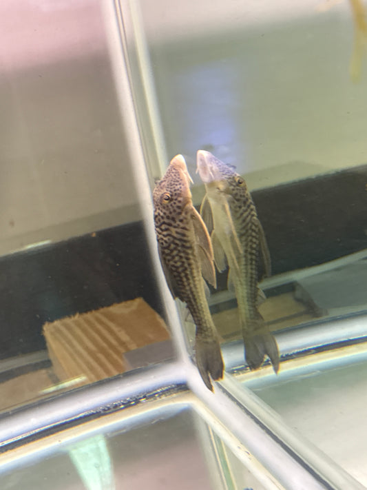 Ghost Pleco L141 6”