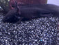 Melanistic Axolotl