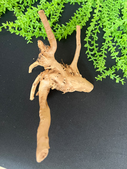 Spider Wood
