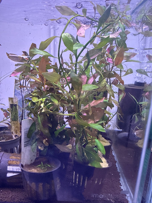 Ludwigia