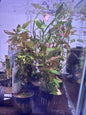 Ludwigia