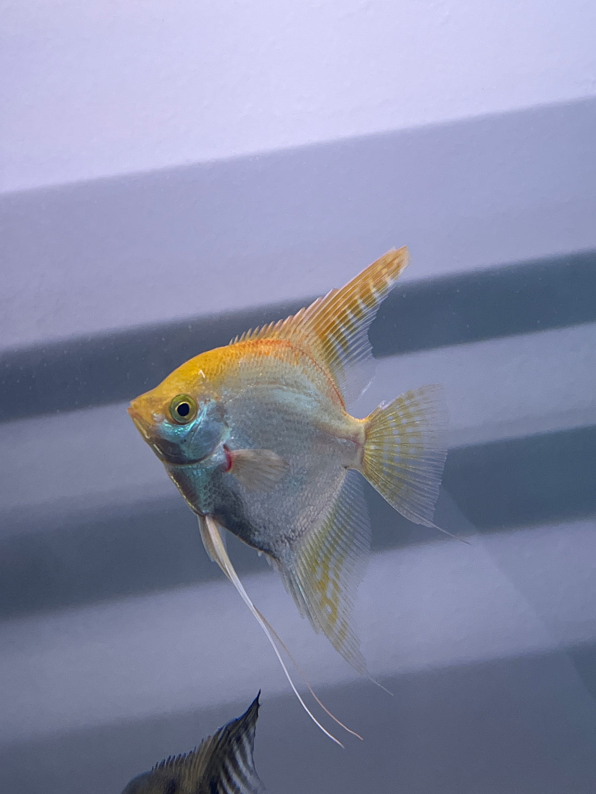 Assorted Fancy Angelfish Assorted Fancy Angelfish – Fin-Scapes