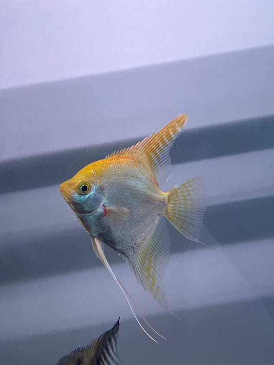 Assorted Fancy Angelfish