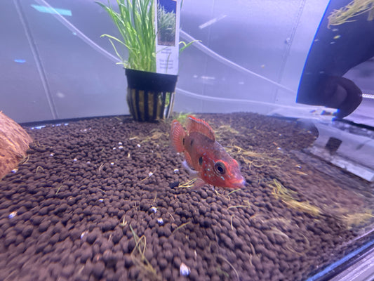 Balloon Jewel Cichlid