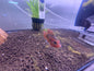 Balloon Jewel Cichlid