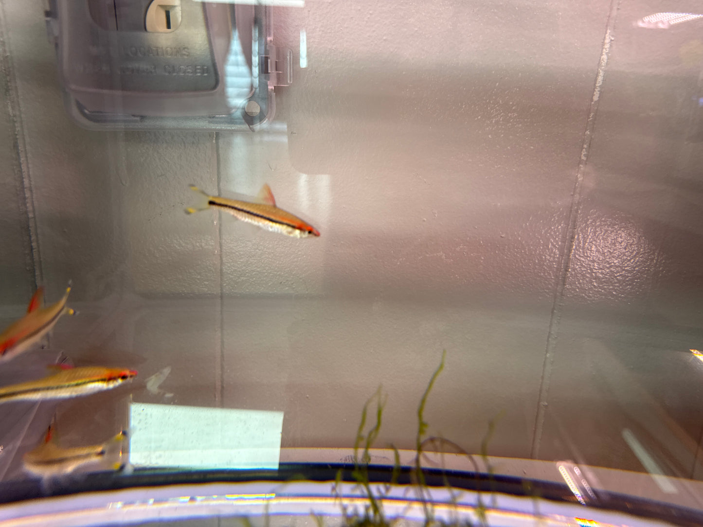 Denisonii Barb/Roseline Shark