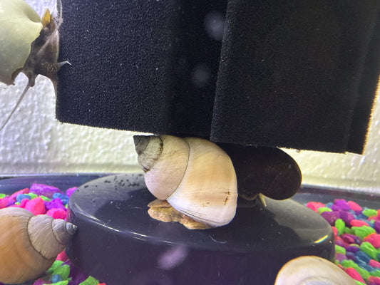 Ghost Piano Snail