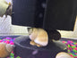 Ghost Piano Snail