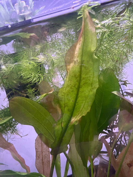 Ruffle Sword Plant
