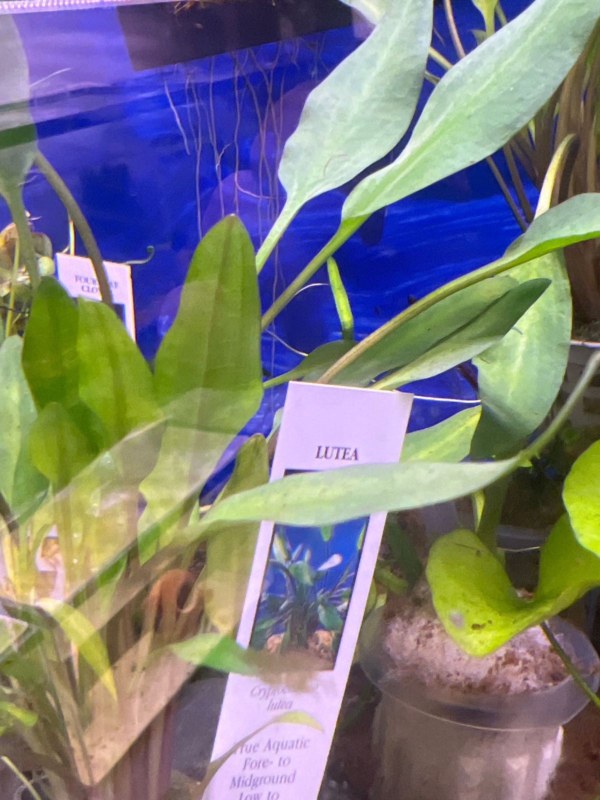 Cryptocoryne Lutea Potted Plant