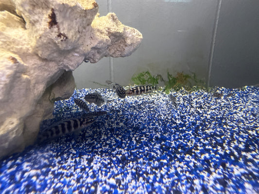 Masked Face Julie Cichlid