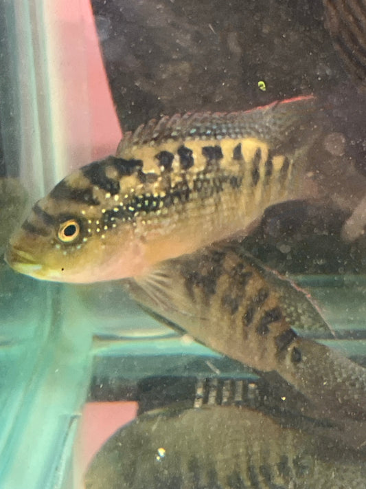 Jack Dempsey 6”
