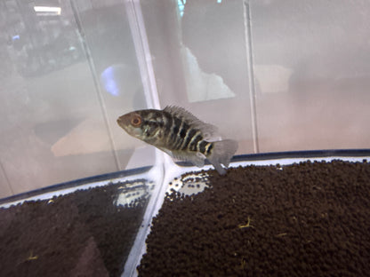 Jaguar Managuense cichlid