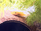 Super Red Bristlenose