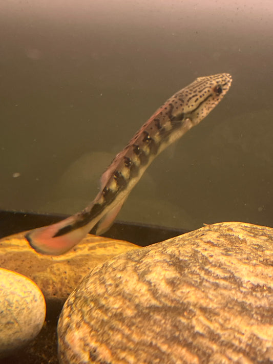 Lenticulata Pike