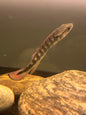Lenticulata Pike