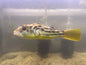 Crossriver Puffer