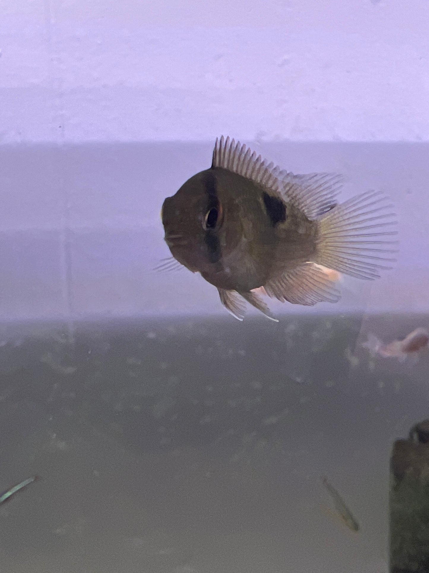 Keyhole Cichlid