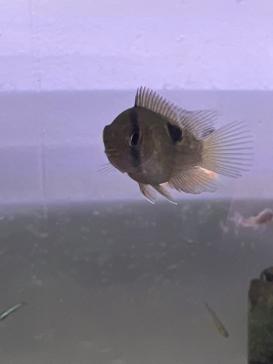 Keyhole Cichlid