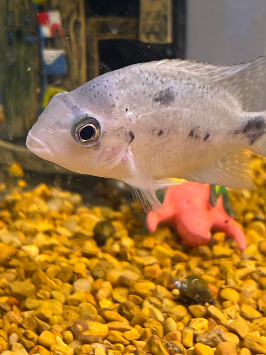 Silver Argentea