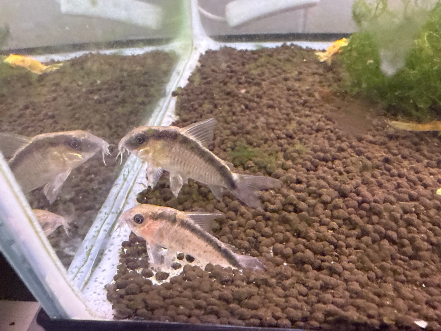 Skunk Corydora