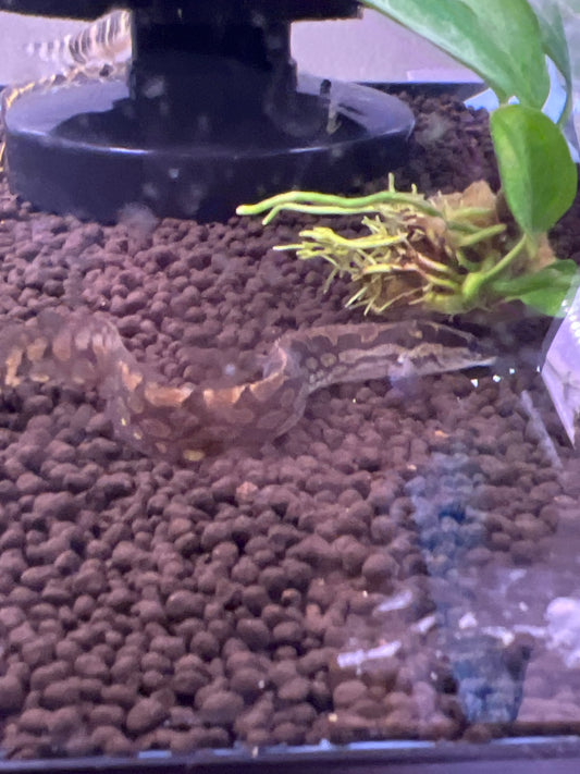Tire Track Eel