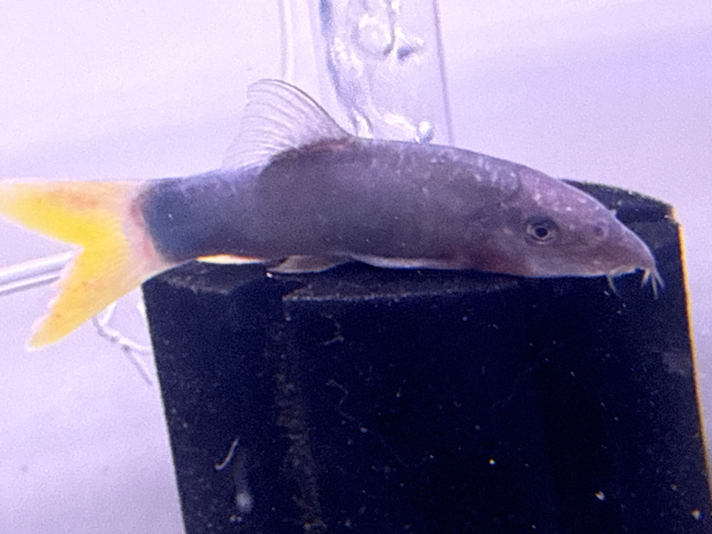 Redtail Botia