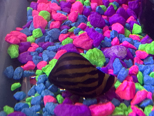 Assorted Nerite Snail