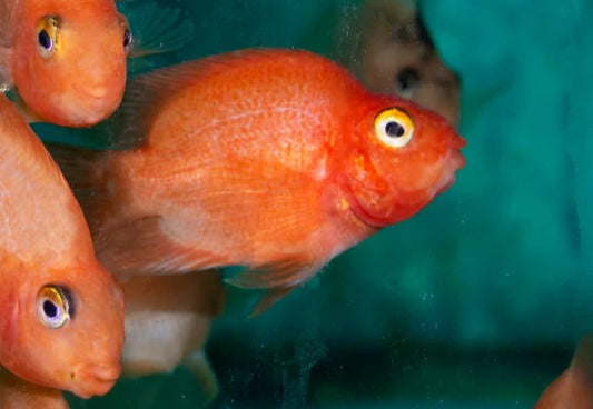 Blood Parrot