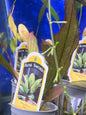 Rose Sword Potted Plant