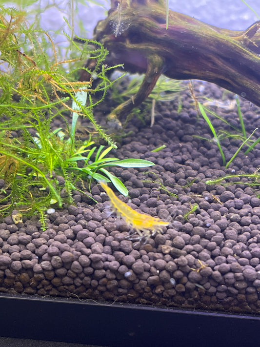 Yellow Fire Shrimp