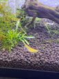 Yellow Fire Shrimp