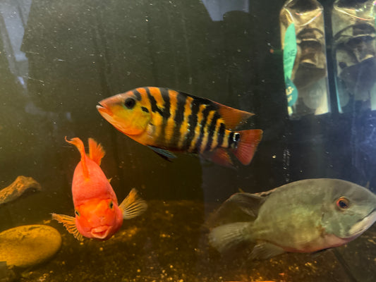 Festae Red Terror Cichlid