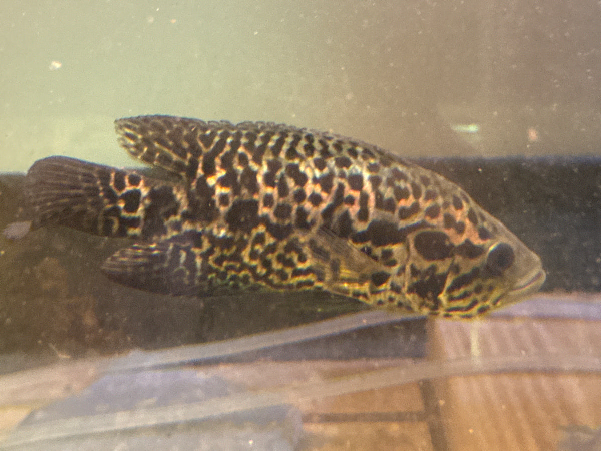 Jaguar Managuense cichlid