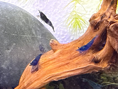 Blue Diamond