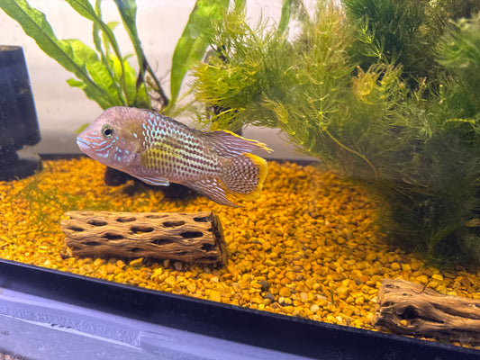 Green Terror cichlid  2"-2.5"