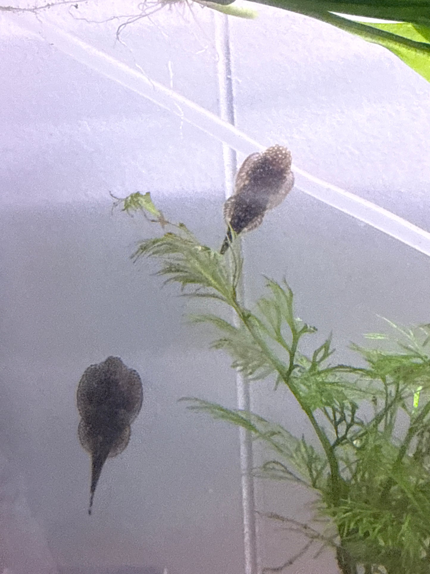 Polkadot Hillstream Loach
