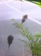 Polkadot Hillstream Loach