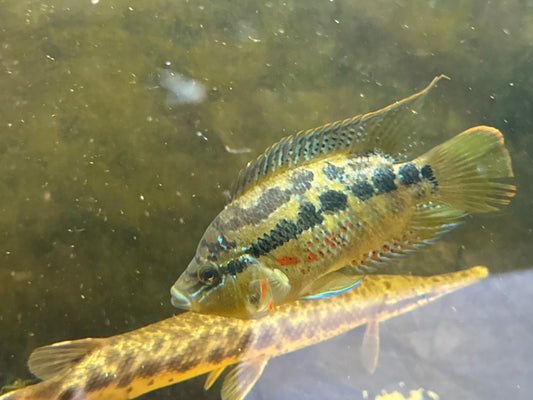Salvini Cichlid