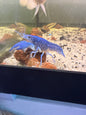 Electric Blue Crawfish