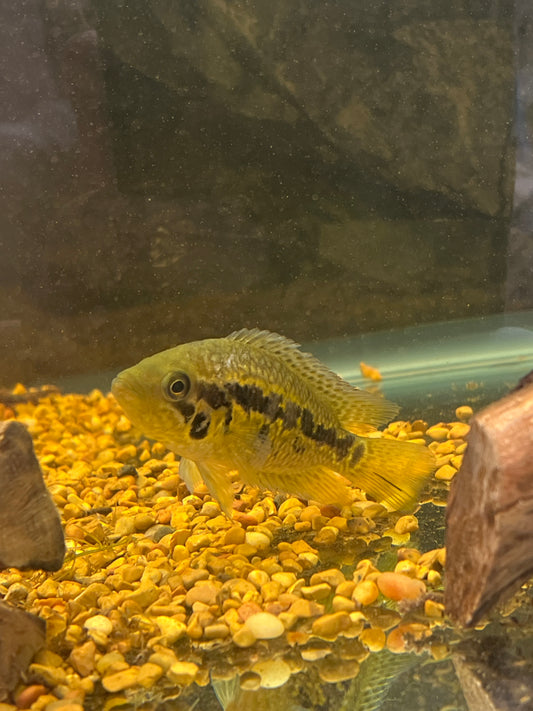 Yellow Jacket Cichlid 4”-5”