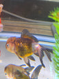 Oranda goldfish