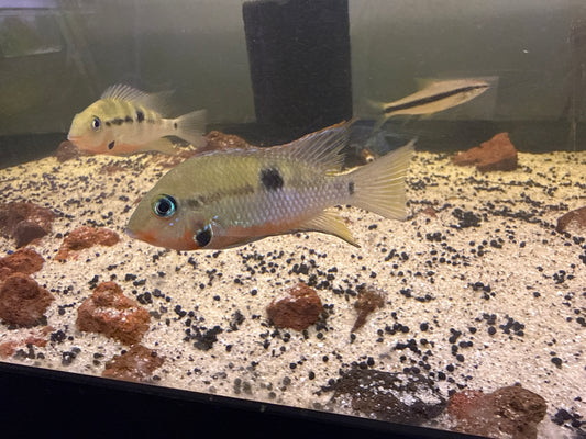 Firemouth Meeki Cichlid