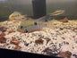 Firemouth Meeki Cichlid