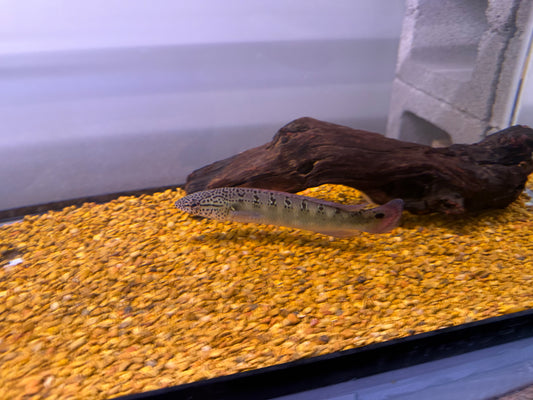 Red spot Lenticulata Pike