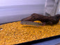 Red spot Lenticulata Pike