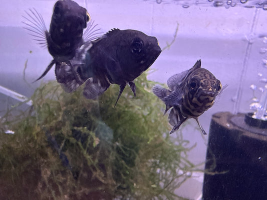 Wild Zebra Oscar cichlid